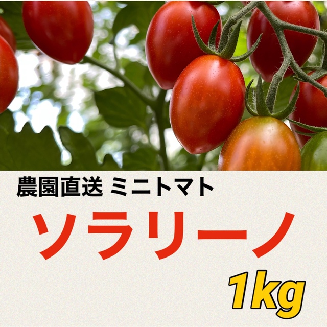 高糖度　産地直送　ソラリーノ　1kg　プリッとコクうま　新鮮　ミニトマト 食品/飲料/酒の食品(野菜)の商品写真