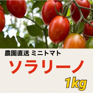 高糖度　産地直送　ソラリーノ　1kg　プリッとコクうま　新鮮　ミニトマト(野菜)