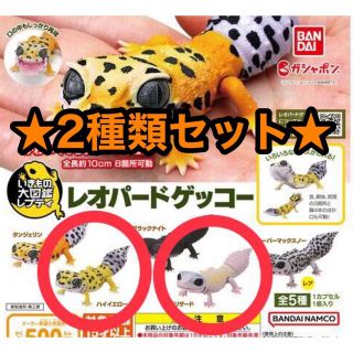 バンダイ(BANDAI)の★2種セット★ レオパードゲッコー　いきもの大図鑑レプティ ガチャ(その他)