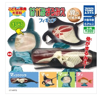 タカラトミーアーツ(T-ARTS)の値下げ　なかみまるみえフィギュア　マッコウクジラ(知育玩具)