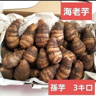 海老芋　孫芋　3キロ(野菜)
