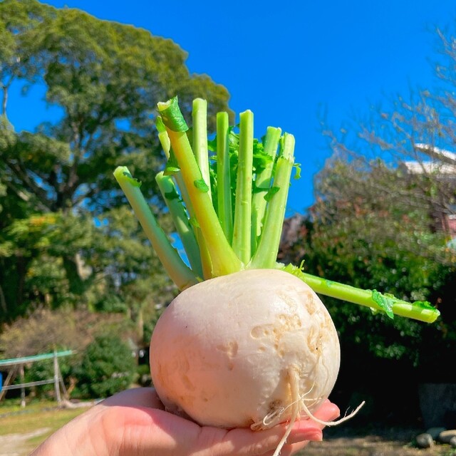 ★10種類の乾燥野菜MIX★100g 自然の美味しさ100%！ 無添加 無着色 食品/飲料/酒の食品(野菜)の商品写真