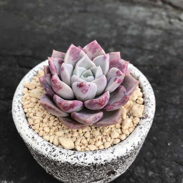 多肉植物31 エケベリア ピンクスポット 韓国苗の通販 by 多肉 多肉植物31 エケベリア ピンクスポット 韓国苗の通販 by 多肉
