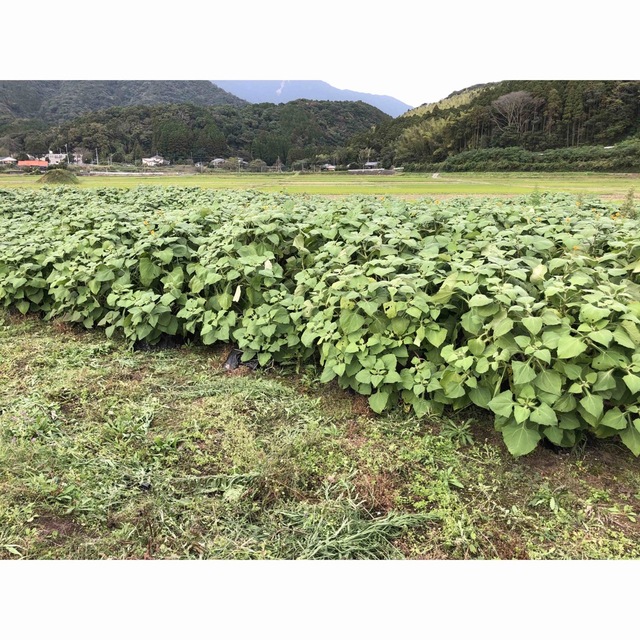 ヤーコン9kg無農薬栽培鹿児島県産 | felomi.com