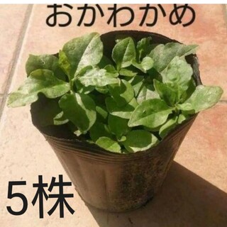 おかわかめの小さな苗 5株(野菜)