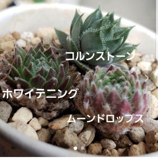 なすぃ様専用♡多肉植物 センペルビウム(その他)