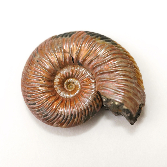 アンモナイト Quenstedtoceras 黄鉄鉱化 | cirugialaservision.com