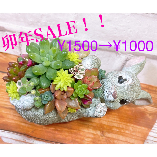 多肉植物寄せ植え ハンドメイドのフラワー/ガーデン(その他)の商品写真