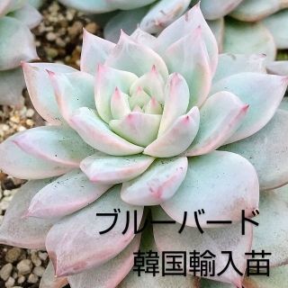 傷有り 値下げ ブルーバード 青い鳥 直径5cm１頭　echeveria blu(その他)