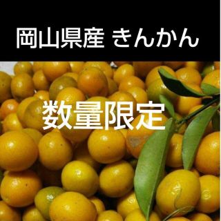 岡山県産 無農薬  化学肥料不使用  きんかん 金柑 キンカン(フルーツ)