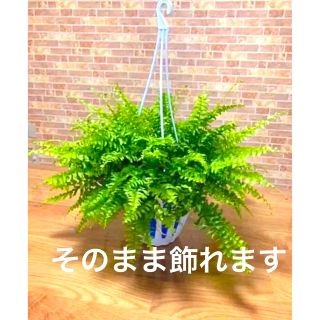 シダ植物　シダ ネフロレピス ボストンファーン 観葉植物(プランター)