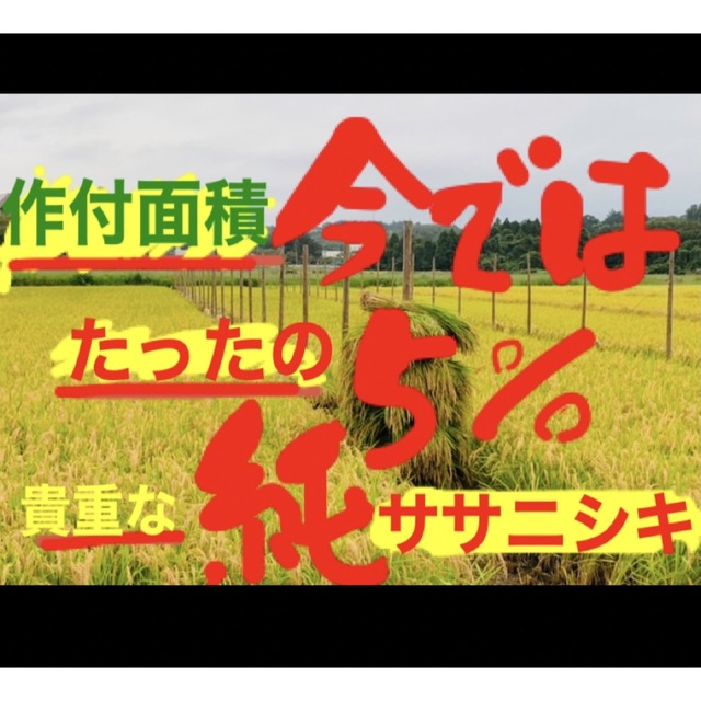 令和4年度天日乾燥はさがけ米ササニシキ10kg