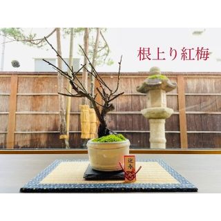 《専用》根上り紅梅の苔盆栽と ハゴロモジャスミンの苔玉