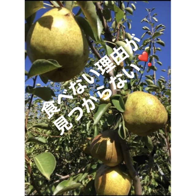減農薬栽培山形県東根市産おひとり様　洋梨食べ比べセット3キロ 食品/飲料/酒の食品(フルーツ)の商品写真
