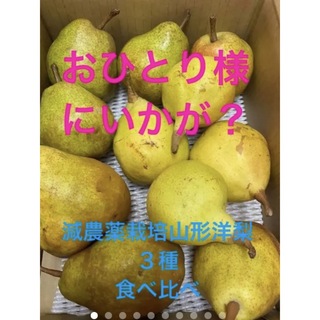 減農薬栽培山形県東根市産おひとり様　洋梨食べ比べセット3キロ(フルーツ)