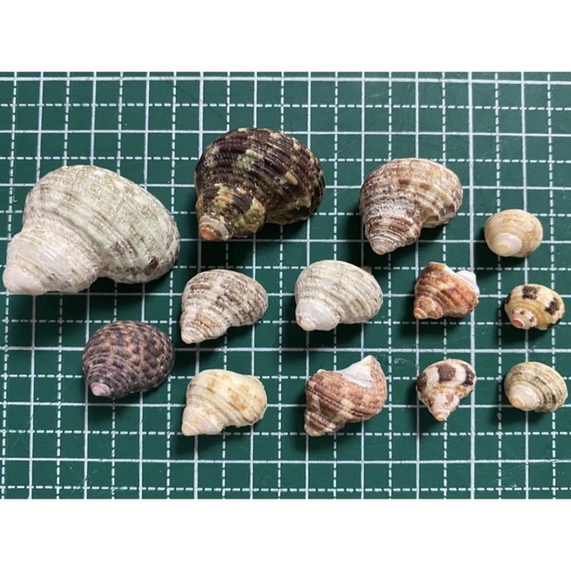 【10】貝殻 コシダカサザエセット13個 割れあり