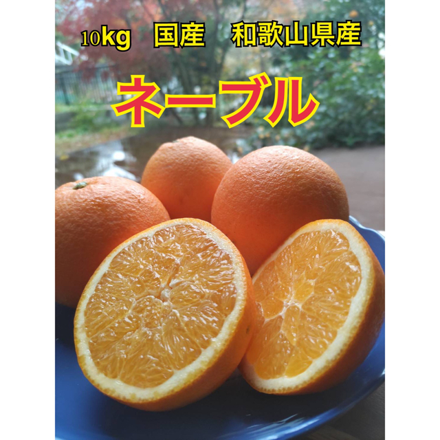 国産　和歌山県海南市産　ネーブル　10kg 食品/飲料/酒の食品(フルーツ)の商品写真