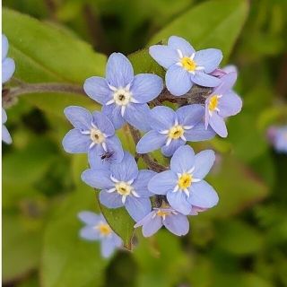 忘れな草 ブルームッツ ポット苗(その他)