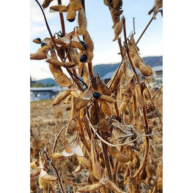 丹波黒豆 食品/飲料/酒の食品(野菜)の商品写真