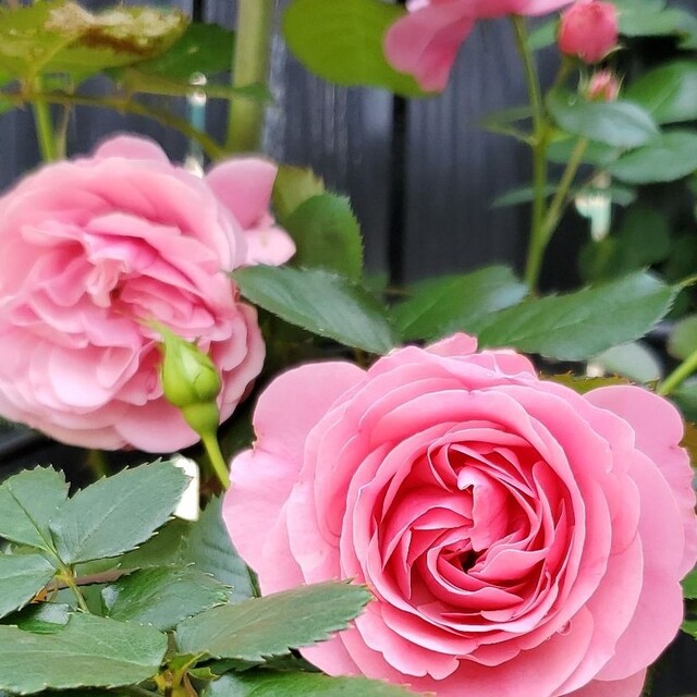 薔薇苗 ハンドメイドのフラワー/ガーデン(その他)の商品写真