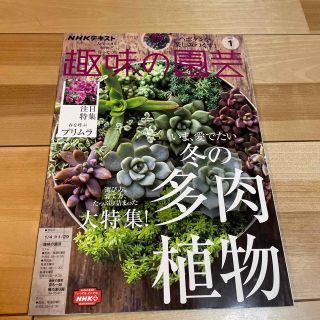 NHK 趣味の園芸 2023年 01月号(その他)