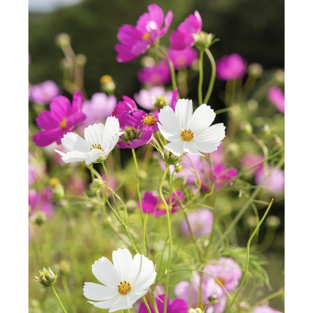 コスモスの種　小さじスプーン一杯分！沢山の花が咲きますよ❀.*・゜ ハンドメイドのフラワー/ガーデン(プランター)の商品写真