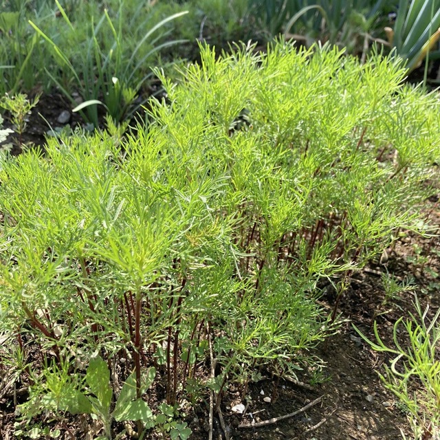 コスモスの種　小さじスプーン一杯分！沢山の花が咲きますよ❀.*・゜ ハンドメイドのフラワー/ガーデン(プランター)の商品写真