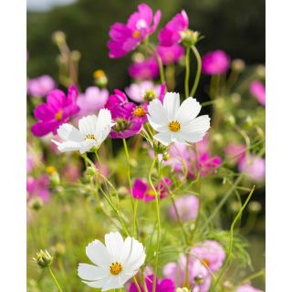 コスモスの種　小さじスプーン一杯分！沢山の花が咲きますよ❀.*・゜(プランター)