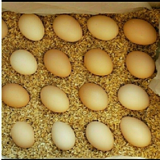 ひろ様専用烏骨鶏の卵20個 卵かけご飯/酢卵(その他)