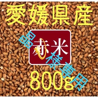 晶💫様専用 赤米（古代米）　愛媛県産　800ｇ(米/穀物)