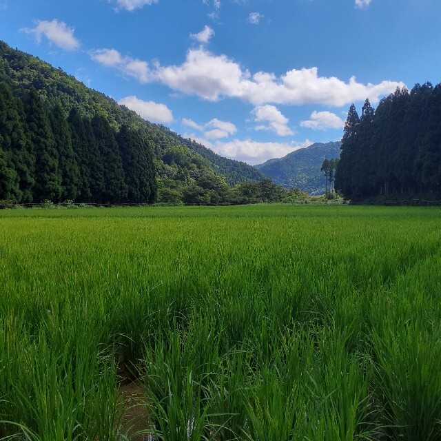 i(アイ)の無農薬【玄米餅】800g(16～20個前後) 京都・美山産 食品/飲料/酒の食品(米/穀物)の商品写真