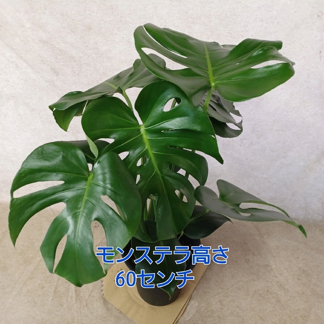 観葉植物モンステラ、ウンベラータ ハンドメイドのフラワー/ガーデン(その他)の商品写真