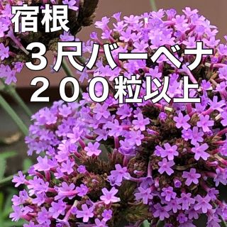 花の種 三尺バーベナ 種 種子 200粒以上 宿根草 多年草 花種(その他)