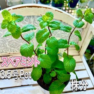 スペアミント　株分け　苗　ボリューム　3.5号Pot 有機栽培　ハーブ　虫除け(その他)