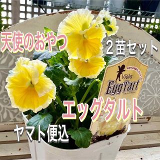 天使のおやつ　エッグタルト 2苗セット　EggTart  ビオラ　ヤマト発送(その他)