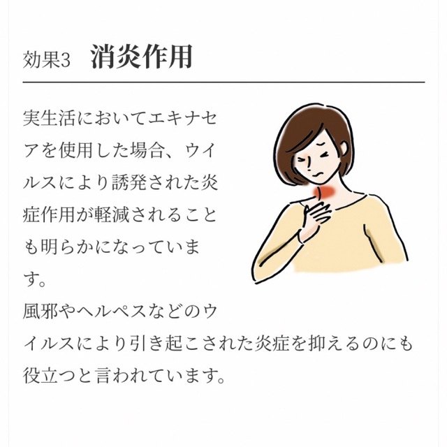 生活の木(セイカツノキ)のエキナセアベア　ティーバック30袋入　生活の木おいしい ハーブティー　お茶 食品/飲料/酒の飲料(茶)の商品写真