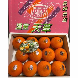 温室　天草　長崎県産　1箱　秀品　8~12玉　化粧箱　贈答用　柑橘(フルーツ)