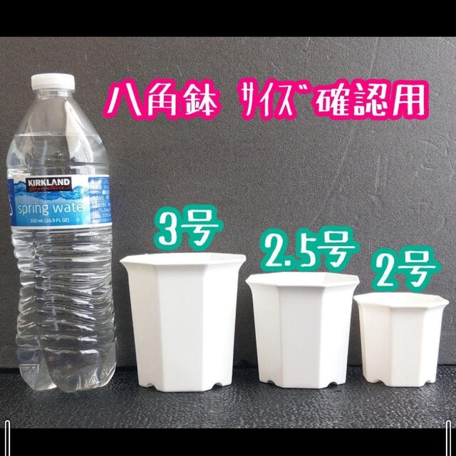 八角鉢 白 40個 2号 2寸 シャトル鉢 多肉植物 エケベリア 多肉植物 ハンドメイドのフラワー/ガーデン(プランター)の商品写真