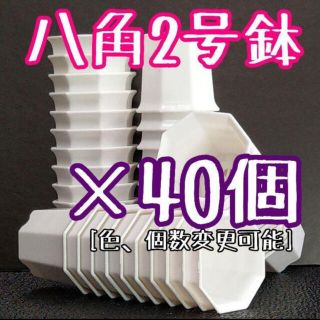 八角鉢 白 40個 2号 2寸 シャトル鉢 多肉植物 エケベリア 多肉植物(プランター)