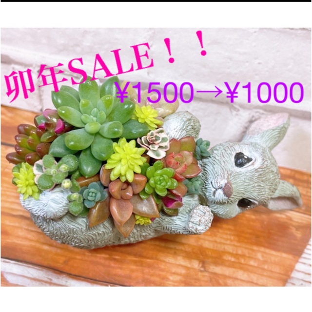 多肉植物　寄せ植え ハンドメイドのフラワー/ガーデン(その他)の商品写真