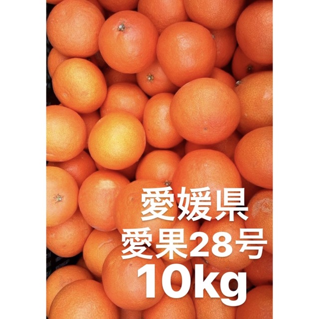 フルーツ愛媛県産　愛果28号　柑橘　10kg
