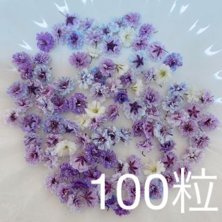 パープル系 かすみ草ドライフラワー100粒(ドライフラワー)