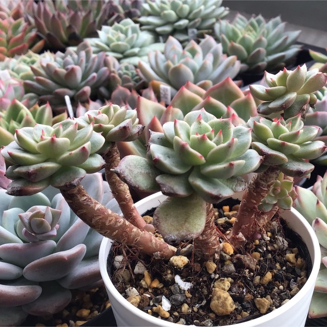 多肉植物 エケベリア オリビア木立・多頭株 抜き苗全量!!の 多肉植物 エケベリア オリビア木立・多頭株 抜き苗全量!!の