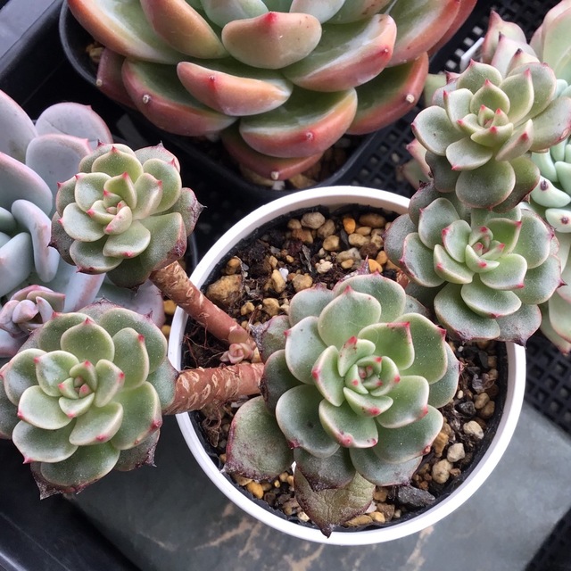 多肉植物 エケベリア オリビア木立・多頭株 抜き苗全量!!の 多肉植物 エケベリア オリビア木立・多頭株 抜き苗全量!!の
