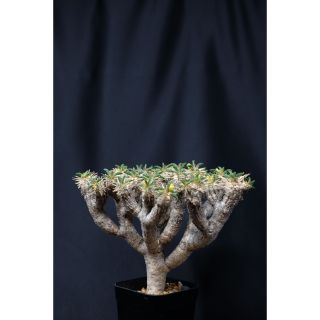 ユーフォルビア ギラウミニアナa 良型美株 発根済 現地株の通販 by