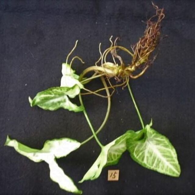 斑入り　シンゴニウム　カット 苗　植物 2