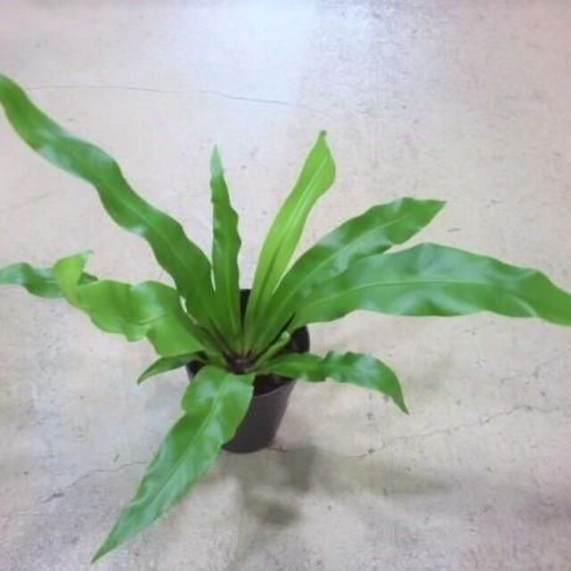オオタニワタリ　苗　アスプレニウム　シダ植物