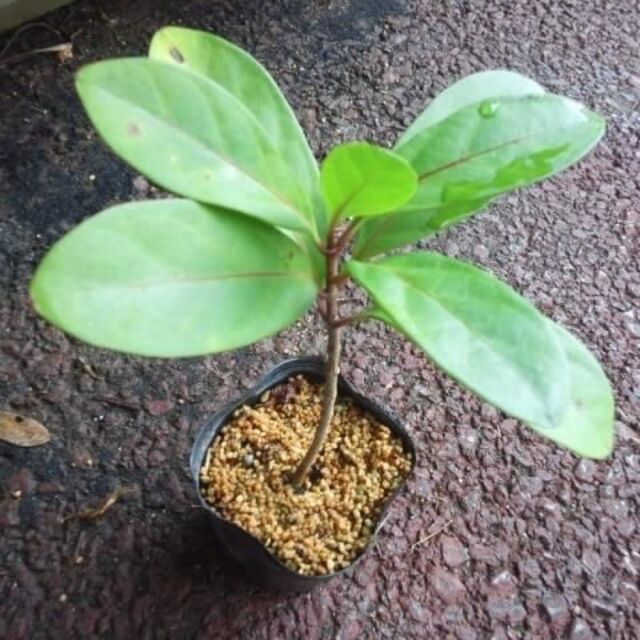 ホウライカガミ　蓬莱鏡　水耕栽培　植物苗　オオゴマダラ餌