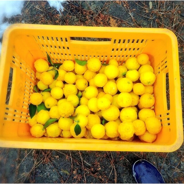 鳥取県産自然栽培柚子宅急便コンパクト満タン 食品/飲料/酒の食品(フルーツ)の商品写真