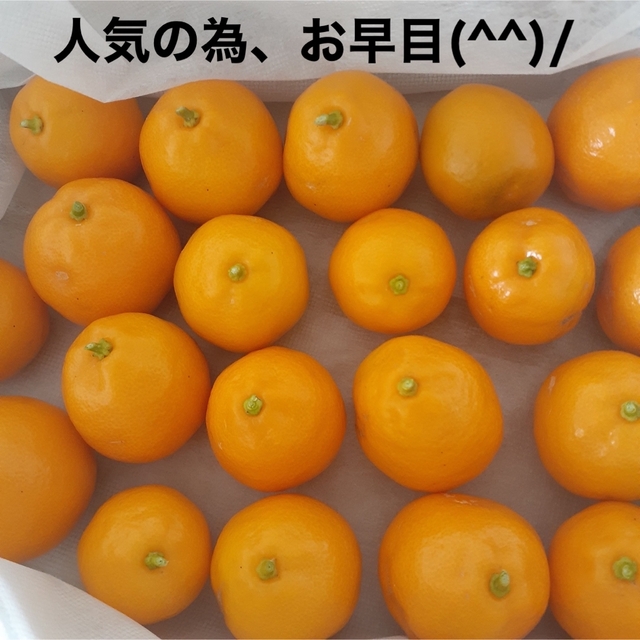 畑で採れた大粒金柑 500g  無農薬‼️ ご近所さんにも人気。お早目に＾＾ 食品/飲料/酒の食品(フルーツ)の商品写真